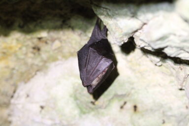 Chauve-souris accrochée sur une roche.