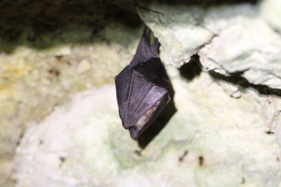 Chauve-souris accrochée sur une roche. - Agrandir l'image, fenêtre modale
