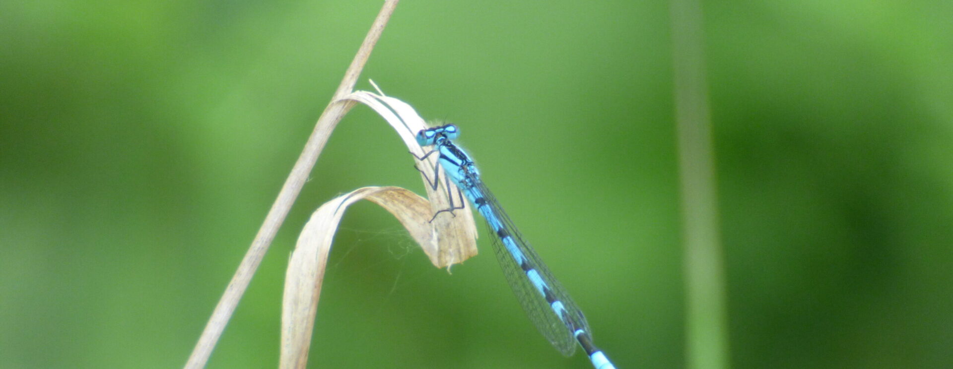 Zoom d'une libellule bleue sur une herbe haute