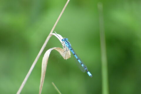 Zoom d'une libellule bleue sur une herbe haute