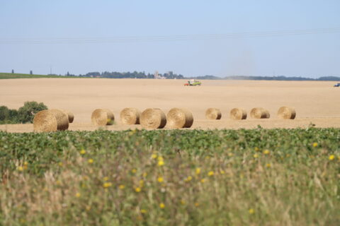 Champ avec ballot de paille et moissonneuse batteuse.