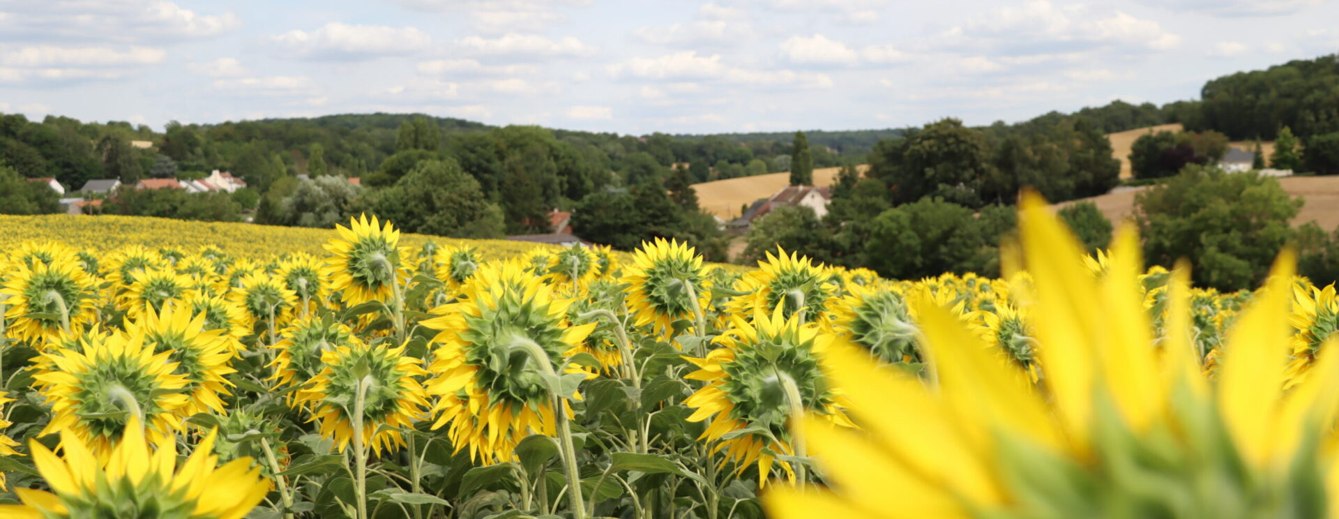 Vue d'un paysage agricole avec tournesols et vue du hameau de Rademont à Vendrest