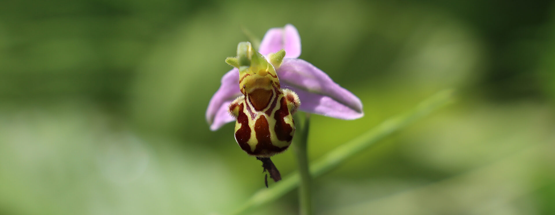 Zoom sur des orchidées sauvages à Ocquerre. Fleurs, flore.
