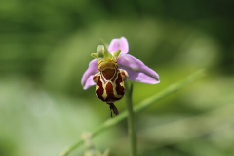 Zoom sur des orchidées sauvages à Ocquerre. Fleurs, flore.